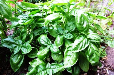 How to Grow Basil at Home: The Ultimate Guide for Beginners