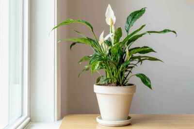 How to Grow Peace Lily: A Complete Care Guide
