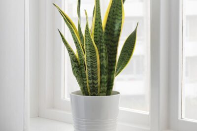 How to Grow Snake Plant: The Ultimate Care Guide
