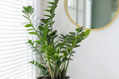 Unlock the Secret to Growing a Thriving ZZ Plant