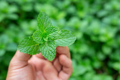 How to Grow Mint at Home: A Complete Beginner’s Guide