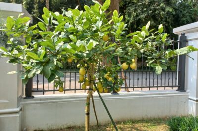 How to Grow a Yellow Lemon Tree at Home: A Step-by-Step Guide