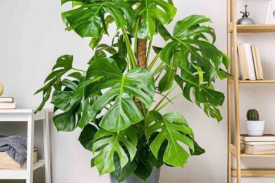 How to Grow Monstera Deliciosa: A Complete Care Guide