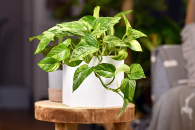 How to Grow Pothos Marble Queen: A Beginner’s Guide
