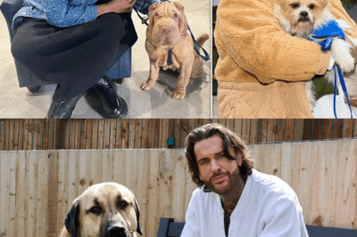 ALISON HAMMOND FIRES BACK: Slams Trolls Over For The Love of Dogs Role!