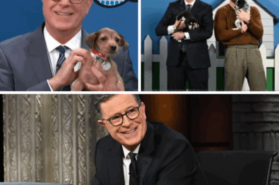 The $10 Million Secret: Stephen Colbert Is Quietly Building a ‘Salvation Home’ Outside New York to Rewrite the Fate of Stray Pets