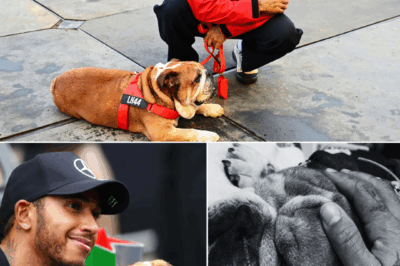 Fans in TEARS as Lewis Hamilton confirms beloved dog Roscoe has pass3d aw4y