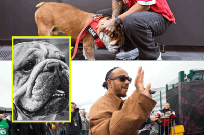 HEARTBREAKING TRAGEDY: Shadows Fall Over The Paddock As Lewis Hamilton Confirms The Enigmatic Demise Of Roscoe 😭🐾 His Loyal Companion Of 12 Years.