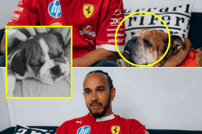 A SHOCKINGLY SAD DAY IN F1… Lewis Hamilton’s Beloved Companion Gone, Paddock Unites In Support