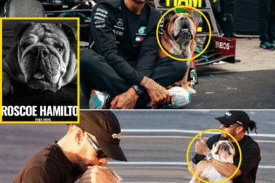 FOREVER IN OUR HEARTS… A Look Back At Lewis Hamilton’s Beloved Roscoe And His Most Touching F1 Paddock Moments