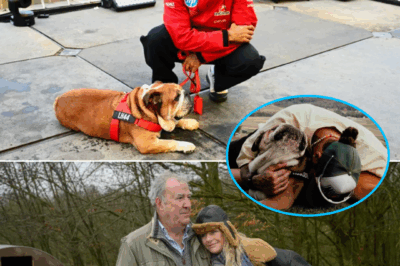 “TOO SAD FOR WORDS… Jeremy Clarkson’s 7-Word Tribute to Lewis Hamilton After Roscoe’s Passing Leaves F1 Fans in Tears