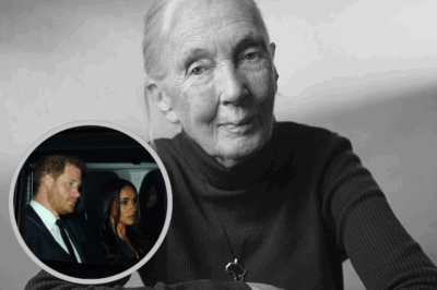 GLOBAL SH0CK: Legendary JANE GOODALL D!.-E.S At 91 – PRINCE HARRY & MEGHAN In Tears Reveal Secret “Held ARCHIE On His First Day”!