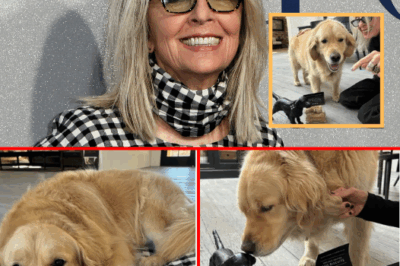 DIANE KEATON’S FINAL PROMISE: $5 MILLION FOR A GOLDEN RETRIEVER – Reggie Might ‘LIVE MORE LUXURIOUSLY’ Than Humans, But What STRINGENT CARE CONDITIONS Are Being Enforced?