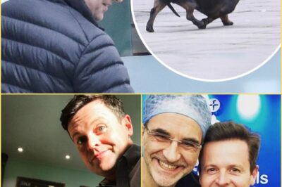 Declan Donnelly’s Midnight Nightmare: Beloved Dachshund Rocky Mauled by Savage Fox — “I Thought I’d Lost Him Forever!”