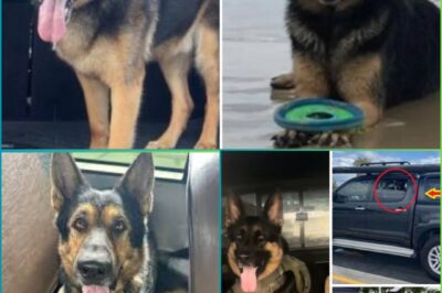 “We Are Beyond Devastated – He Didn’t Deserve to Go Like This”: Arnie the German Shepherd Found D:e.ad in Stolen Ute After Heartbreaking Search!