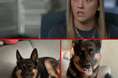 “My Heart Sank!”: Woman Who Led Arnie Rescue Campaign Speaks Out in Sh0ck After UNEXPECTED Charges Against the Dog’s Owner!