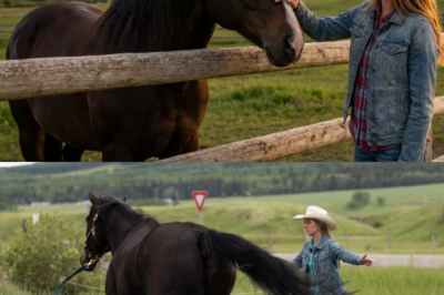 Heartland on the brink of collapse: Amber Marshall breaks the silence about the painful losses and uncertain future of Amy Fleming!