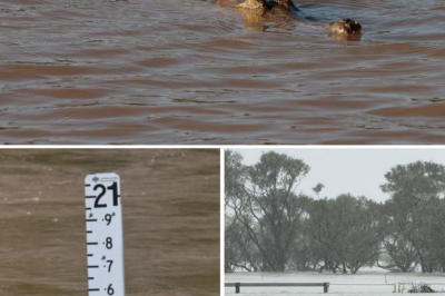 Police Risk Their Lives To Enter A Giant “Crocodile Den” To Snatch A Victim’s Body From The Jaws Of Hungry Crocodiles