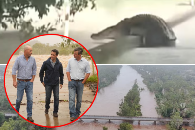 Reach Out To Save Queensland: Crocodiles Crawl Onto Walkways, Farms Collapse… People Are Struggling To Cope With The Uprising Of Nature