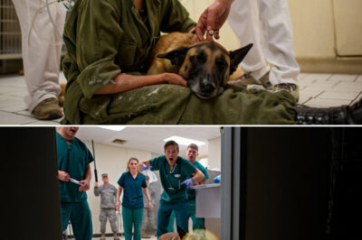 Doctors Panicked. MPs Backed Away. Then a Rookie Faced a Feral War Dog With Nothing but Her Voice