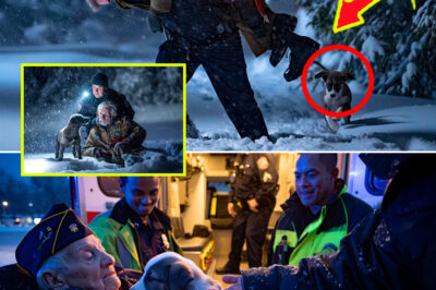 A Puppy Stopped Traffic on a Freezing Detroit Highway — No One Knew He Was Protecting the Last Living American Soldier