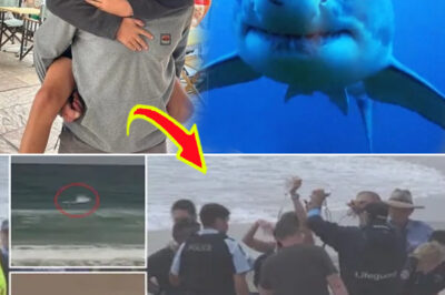 “Don’t Panic, Mum”: Nico Antic’s Final Words in Last Phone Call After Sydney Shark A-t-tack Leave Nation Heartbroken