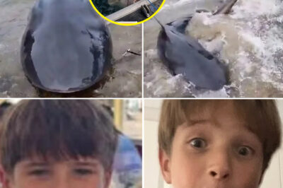 “It Will B-i-te — Then Disappear”: Fisherman Issues Chilling Warning After 200kg Bull Shark Pulled From Sydney’s Popular Swim Spot