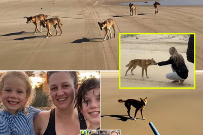 18 Minutes That Raised Red Flags: Behavioral Expert Weighs In on Dingoes in Piper James Case
