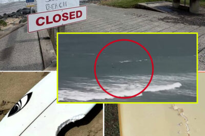NSW on Edge After Fourth Shark A-t-t-ack in Two Days Sends Man to Hospital