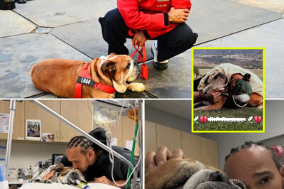 “Loved by Millions, Lost Forever”: Lewis Hamilton Mourns Beloved Dog Roscoe After Heartbreaking D-e-a-th