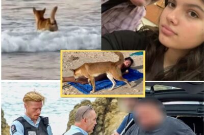 Horrifying details are gradually emerging: A video filmed by fishermen captures the moment a pack of dingoes was roaming just hours before 19-year-old Piper James d-i:ed.