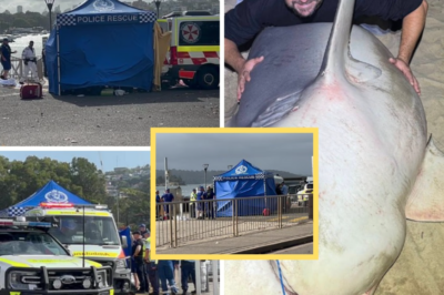 🚨 “WE KNEW THIS WAS COMING — THIS IS JUST A LIGHT SNACK…”: SHARK EXPERT’S CHILLING PREDICTION DAYS BEFORE 12-YEAR-OLD WAS MAULED IN SYDNEY HARBOUR 😱