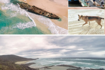 🚨 POLICE REVEAL D-ISTURBING DETAILS AFTER 19-YEAR-OLD FOUND D-E:AD WITH MULTIPLE INJURIES AMONG DINGOES ON K’GARI!