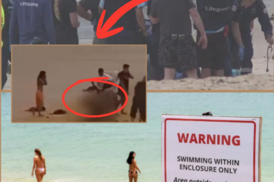 “OMG HE’S BEING TORN APART..!!!” — Dramatic moment a shark b-rutally a:ttacks a swimmer before the victim somehow hauls himself out of the water in the THIRD mauling off Sydney within just hours!