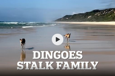 A terrifying video filmed by a young family on K’gari (Fraser Island) is spreading fast — showing clear “dominance alliance” behaviour from a large pack of dingoes.