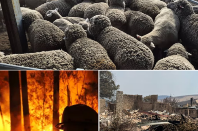 40,000 livestock d3:ad, 110,100 hectares of land scorched: The horrific losses of farmers after the Victoria bushfires