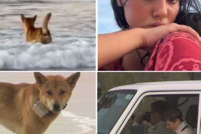 “We thought it was just an object…” Witnesses recall the bone-chilling moment they discovered a young woman being torn apart by a pack of 10 dingoes at a world-famous tourist hotspot