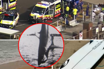 Why are sharks suddenly ‘going mad’ in Australia? Sh0cking answers from leading experts on the streak of consecutive attacks