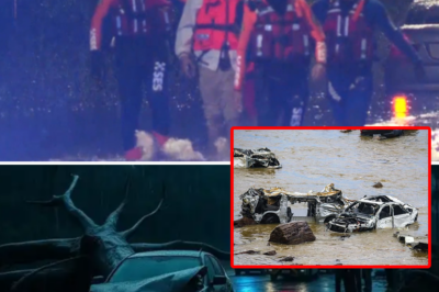 Woman k!:lled after falling tree branch strikes car during severe storm