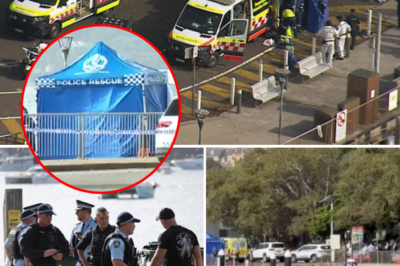 12-year-old boy in critical condition after Sydney Harbour shark att@ck: Heroic friends and a rapid rescue
