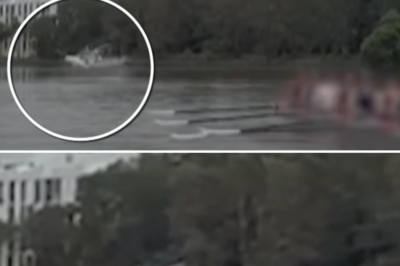 Parramatta River turns into a graveyard: Horrific moment a massive shark breaches the water, looking to ‘devour’ a group of rowers!