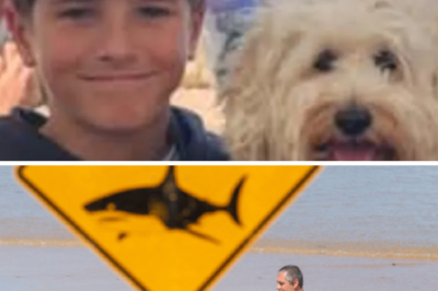 Sydney’s nightmare: 48 hours of horror with as many shark attacks as an entire year combined!