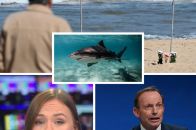 “IT’S NOT BAD LUCK — IT’S WORSE.” — Shark Experts Reveal ‘Disgusting’ Reason Behind Sydney’s Three Horror Att4:cks in Just 24 Hours