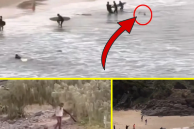 “IT FOLLOWED HIM TO SHORE.” — Terrifying Moment Shark Chases Mauled 16-Year-Old Boy to Land Caught on Video