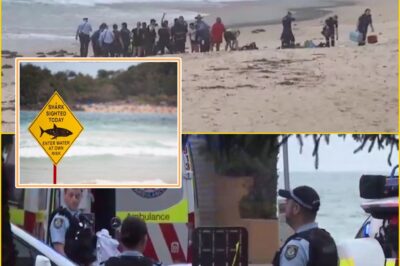 “HE WENT SILENT — AND THE BOARD WAS COVERED IN BL00D” — Witnesses Describe the Terrif:ying Moments After Sydney Shark Atta:ck at Manly