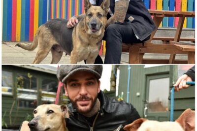 “I’M SCARED I HAVE NO STRENGTH LEFT” — Pete Wicks Pledges to Rescue 150 More Dogs, Breaks Down in Heart-Wrenching Confession