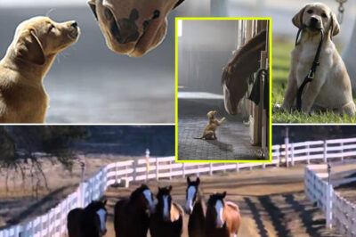 Budweiser Marks 150th Anniversary and 48th Super Bowl Appearance with Cryptic LX Teaser — What Creature Made the 2,000-Pound Clydesdales Turn?