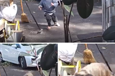 Heart-stopping clip of 3-year-old’s ‘race for life’: Wild coyote snaps at his heels right outside his front door!