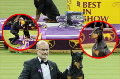 🏆 PENNY THE DOBERMAN SHATTERS A 37-YEAR DROUGHT — Lights Up Madison Square Garden and Delivers a Westminster Moment for the Ages