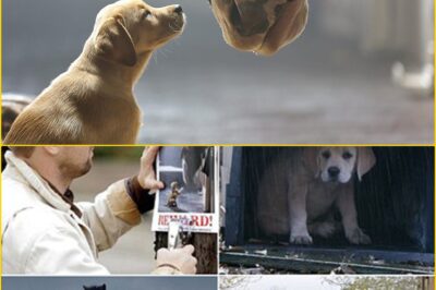 IT WASN’T A TOUCHDOWN — IT WAS A TINY PAW THAT STOLE THE SUPER BOWL